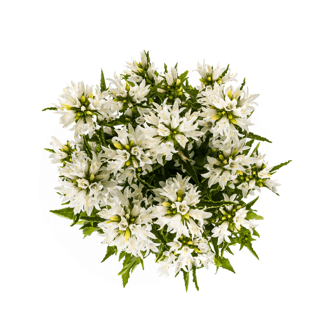 Campanula glomerata Genti – Ø19 cm – Höhe 30–40 cm – Glockenblume mit tiefvioletten Blüten – Winterharte Staude für Beete & Steingärten 