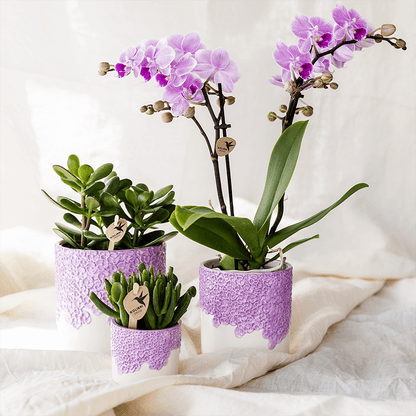 Kolibri Orchids | Violette Vienna Orchidee + Bloom Übertopf violett – Topfgröße Ø9cm | blühende Zimmerpflanze – frisch vom Züchter 