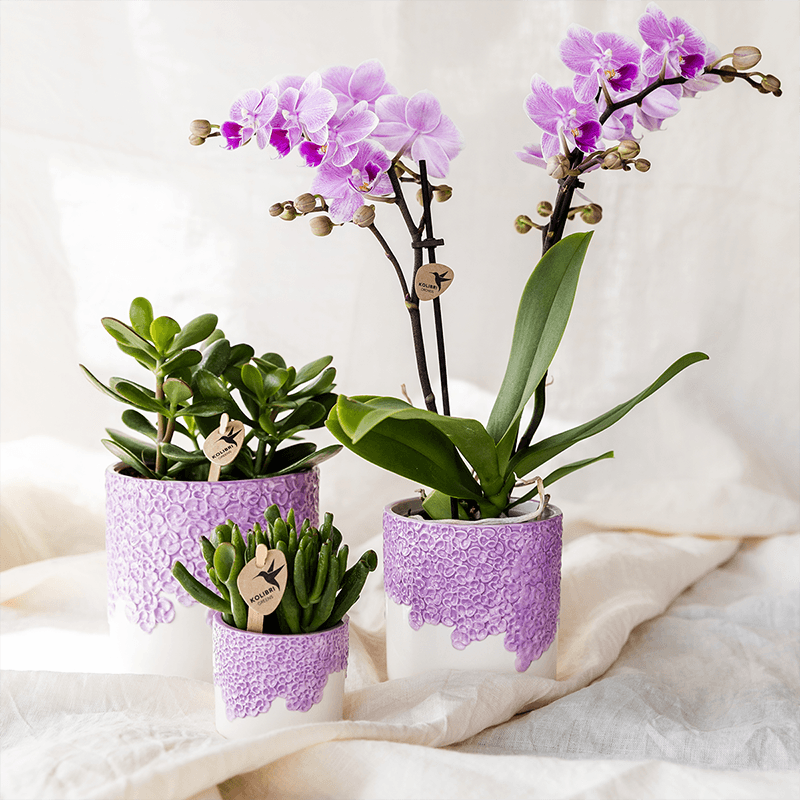 Kolibri Home | Bloom sierpot - Lila - Ø12cm 