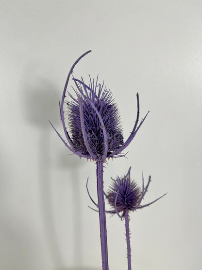 Getrocknete Distel - Cardi 