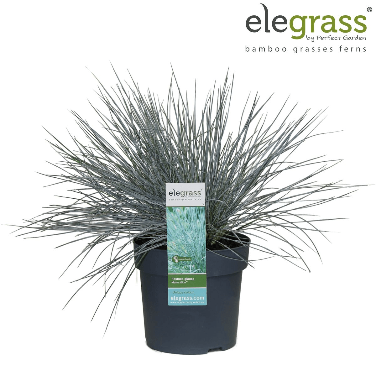 Blauschwingel-Gras - Festuca glauca Azura Blue - Ø14cm - ↨30cm 