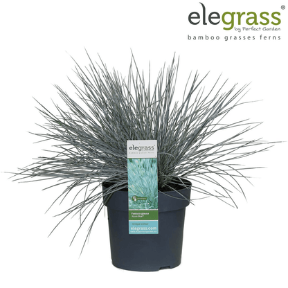 Blauschwingel-Gras - Festuca glauca Azura Blue - Ø14cm - ↨30cm 