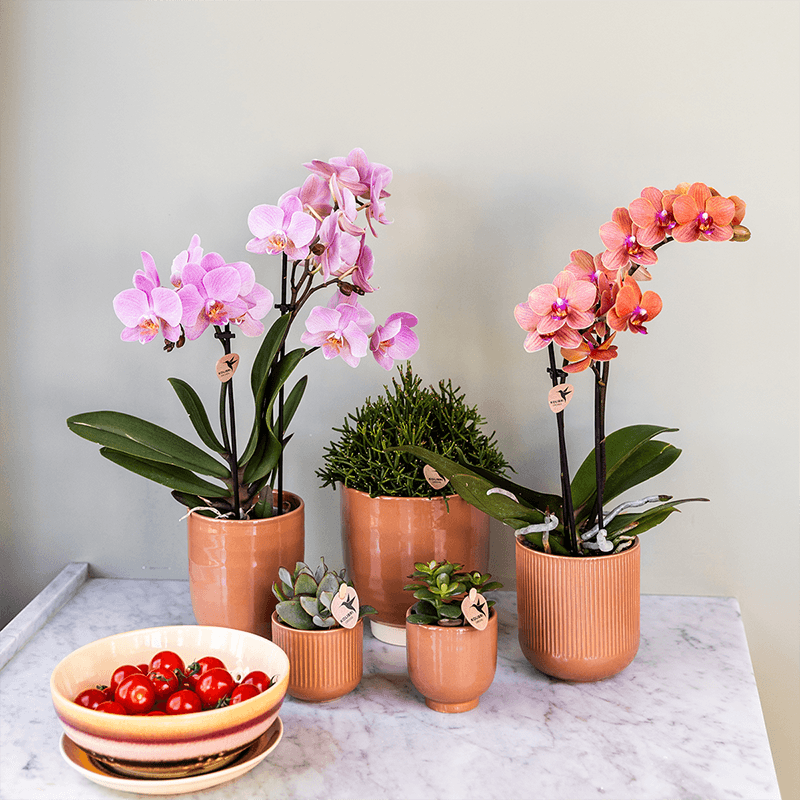 Phalaenopsis Orchideen Treviso – 2 Pflanzen – altrosa Blüten – Ø9cm – Blühende Zimmerpflanzen – Frisch vom Züchter – Elegante