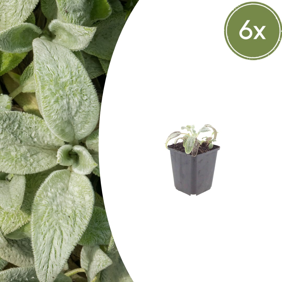 Stachys byzantina Silver Carpet – 6 Pflanzen – Ø9cm – Höhe 10-25cm – Winterharte Bodendecker Staude – Silberlaub – Trockenheitsresistent für Beet & Steingarten - Oasis of Life