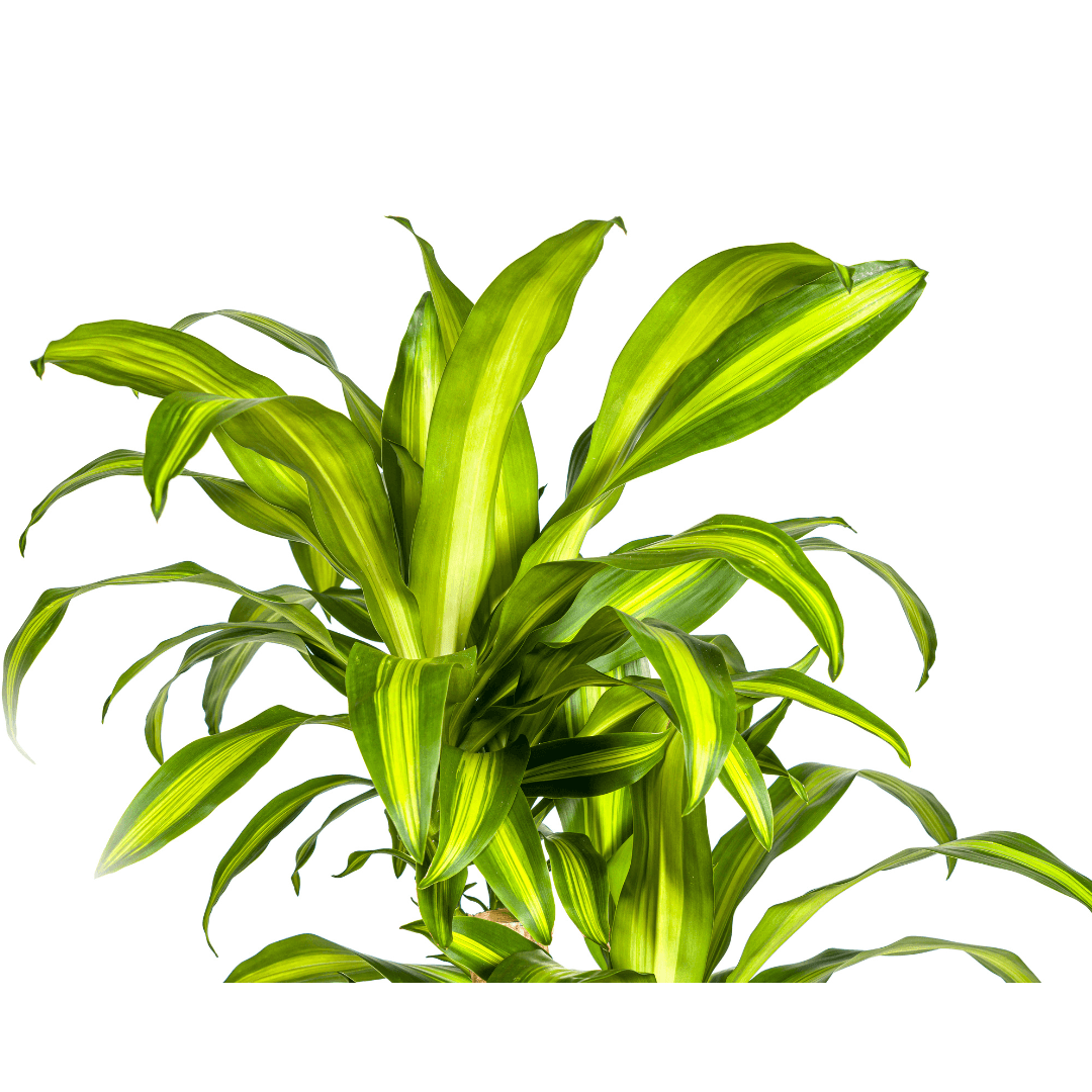 Drachenbaum Dracaena Fragrans Massangeana Karussell – Zimmerpflanze – Ø30cm – ↑130–150 cm – Grüne Blattpflanze für Wohnzimmer & Büro 
