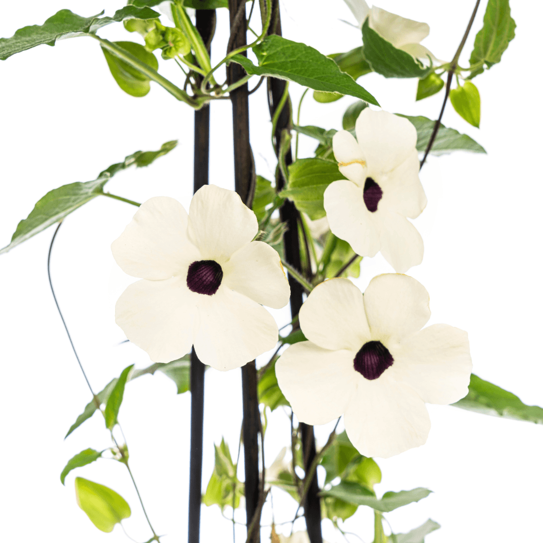 Schwarzäugige Susanne - Thunbergia alata Sunny Susy White - Ø13 cm - ↕60 cm - 4 Pflanzen 