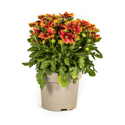 Gaillardia aristata – Kokardenblume im Topf Ø19cm – ↕40–50cm – Winterharte Gartenstaude – Bienenfreundlich & pflegeleicht – Für Beet & Naturgarten 