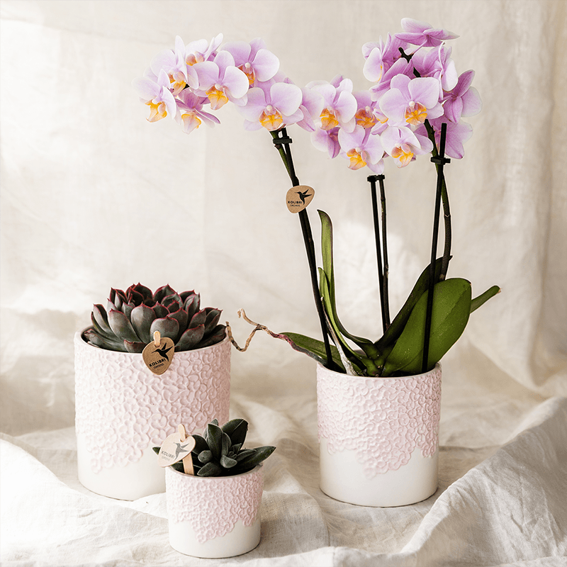 Kolibri Company | Kombi‑Deal | Bloom Rosa Übertopf‑Set – 6 cm + 9 cm + 12 cm 