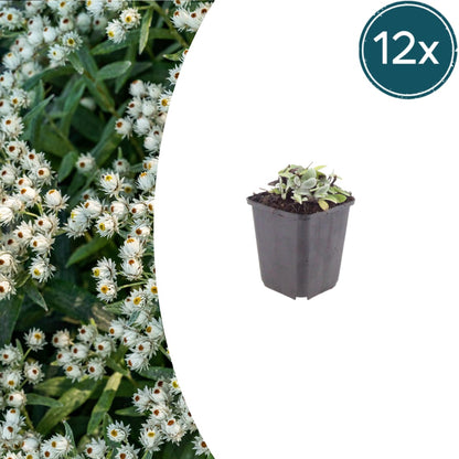 Perlkörbchen Anaphalis triplinervis – 6 Pflanzen Silberstaude mit weißen Blüten – 10-25cm – Ø9cm – Winterharte Staude für son