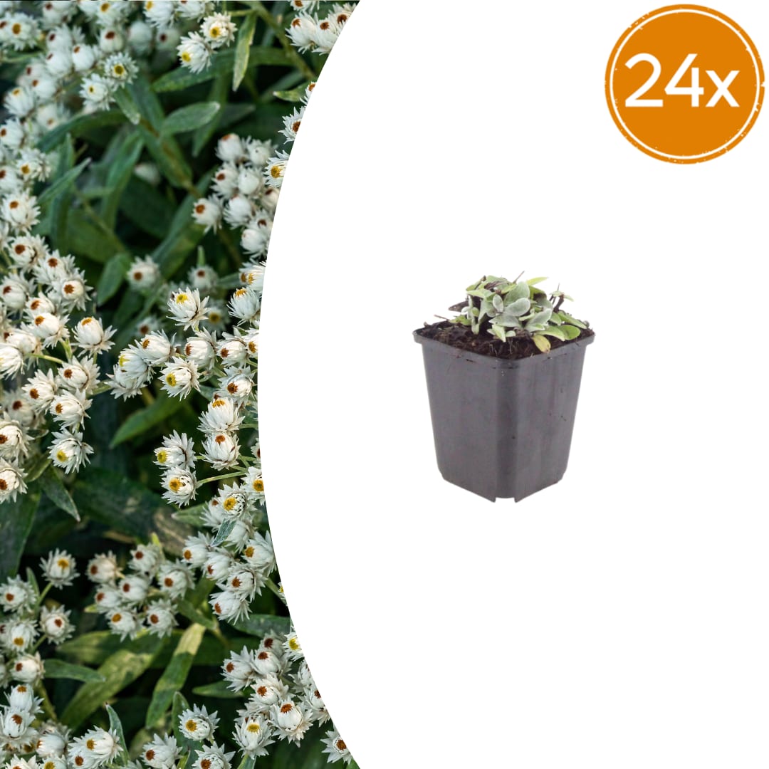Perlkörbchen Anaphalis triplinervis – Silberstaude mit weißen Blüten – 10-25cm – Ø9cm – Ansicht 15