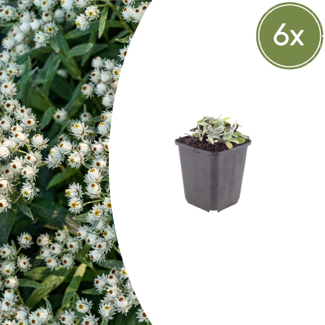 Perlkörbchen Anaphalis triplinervis – 6 Pflanzen Silberstaude mit weißen Blüten – 10-25cm – Ø9cm – Winterharte Staude für sonnige Beete & Steingarten - Oasis of Life