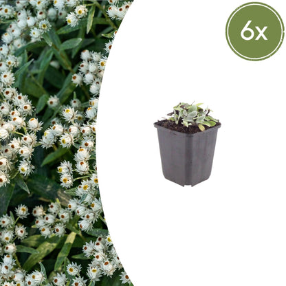 Perlkörbchen Anaphalis triplinervis – 6 Pflanzen Silberstaude mit weißen Blüten – 10-25cm – Ø9cm – Winterharte Staude für sonnige Beete & Steingarten - Oasis of Life