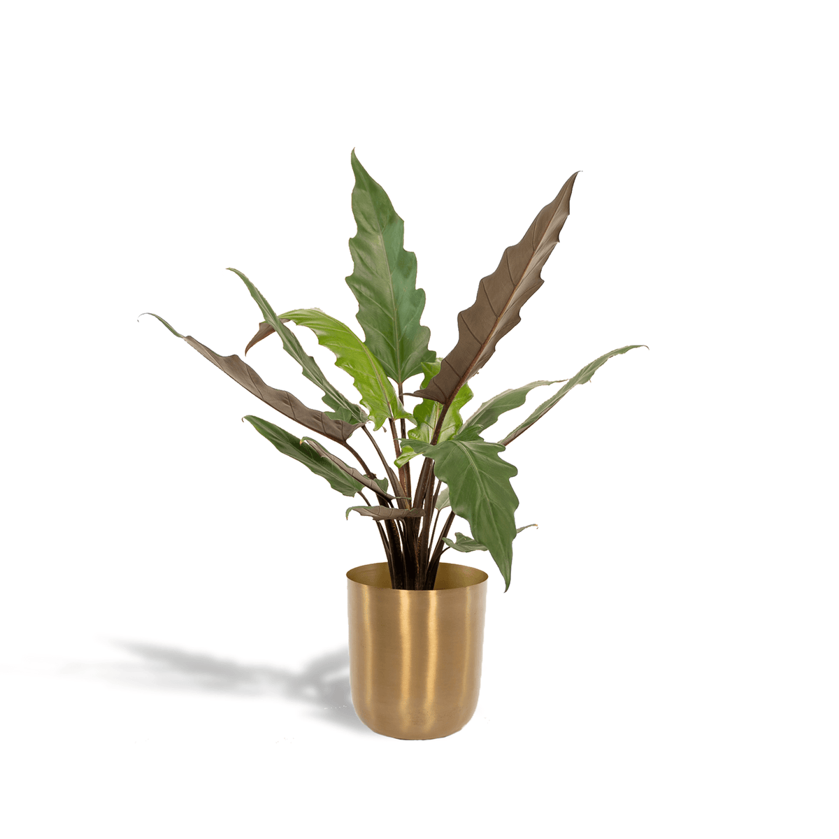 Alocasia Lauterbachiana - Ø19cm - ↕80cm + Topf Mayk Gold 