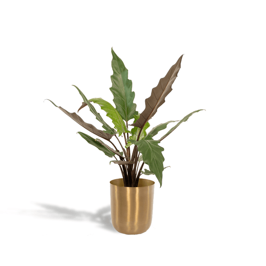 Alocasia Lauterbachiana - Ø19cm - ↕80cm + Topf Mayk Gold 