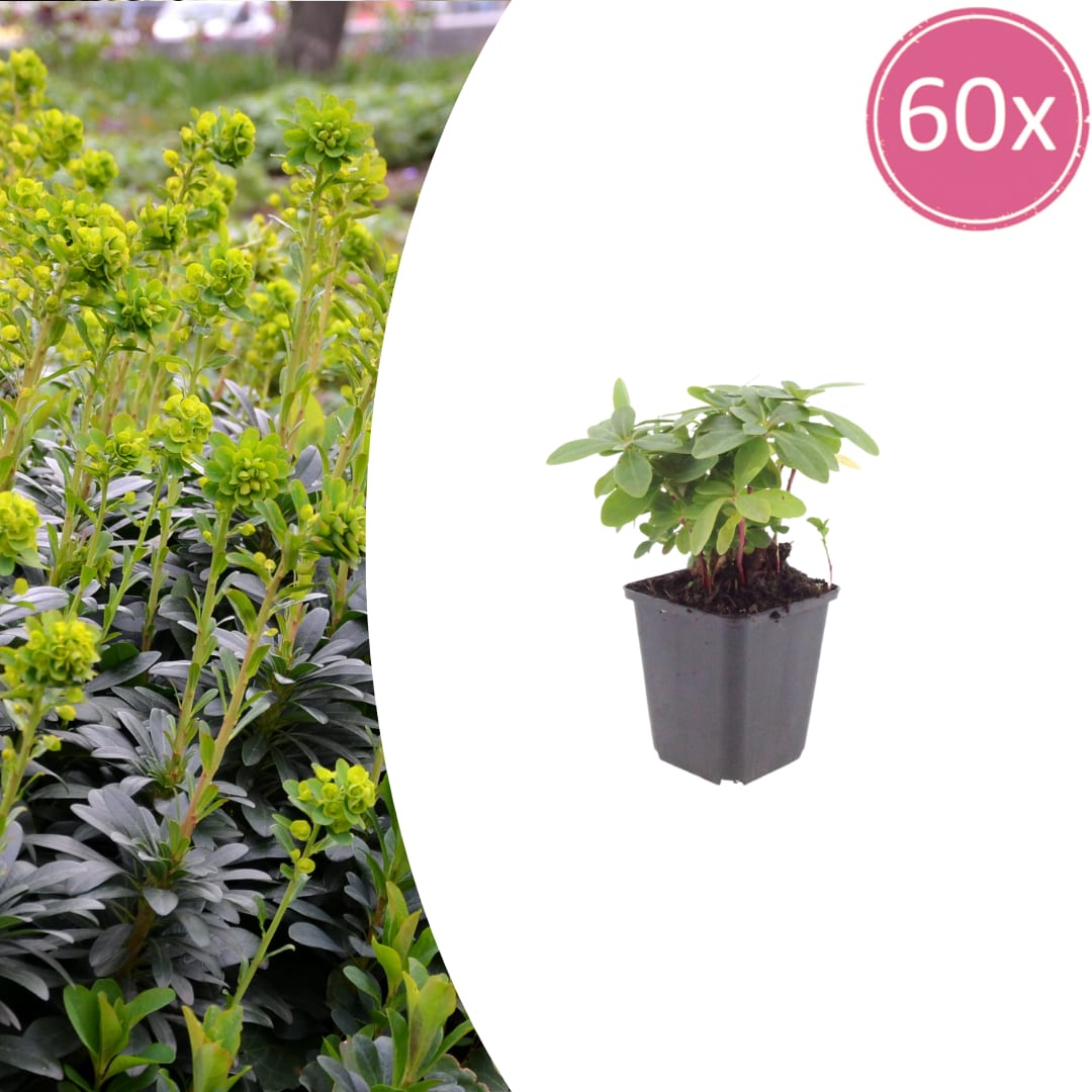 Euphorbia amygdaloides Robbiae – Ø9cm – Höhe10-25cm – Immergrüner Bodendecker für Schatten & Halbschatten – Ansicht 13