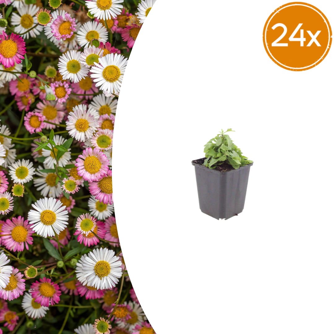 Gänseblümchen Erigeron karvinskianus – 10-25cm – Ø9cm – Langblühende Bodendecker Staude – Ansicht 18