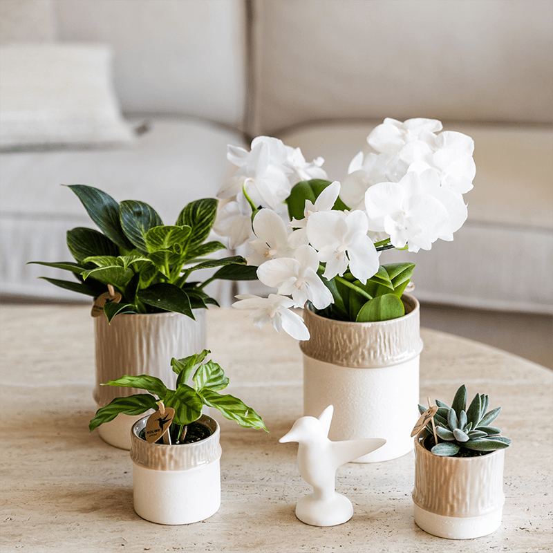 Kolibri Home | Tree Übertopf - Sand - Ø9cm 