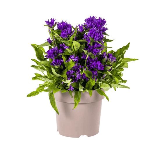 Glockenblume - Campanula glomerata 'Genti Blue' – Ø19 cm – Höhe 30–40 cm – violettblaue Blüten – Winterharte Staude für Beet, Steingarten & Rabatte 