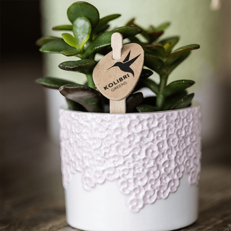 Kolibri Company | Kombi‑Deal | Bloom Rosa Übertopf‑Set – 6 cm + 9 cm + 12 cm 