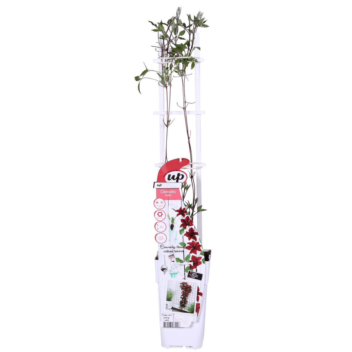Waldrebe Clematis Nubia – Rote Clematis Evison – Ø15cm – ↕65cm – Blühstark & sommerlich – Kletterpflanze für Garten & Terrasse 