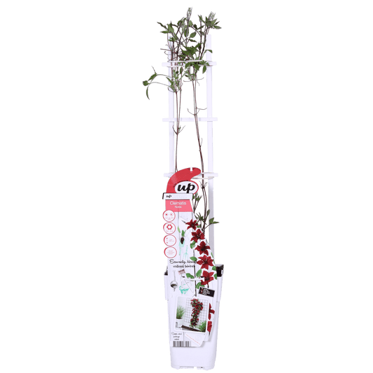 Waldrebe Clematis Nubia – Rote Clematis Evison – Ø15cm – ↕65cm – Blühstark & sommerlich – Kletterpflanze für Garten & Terrasse 