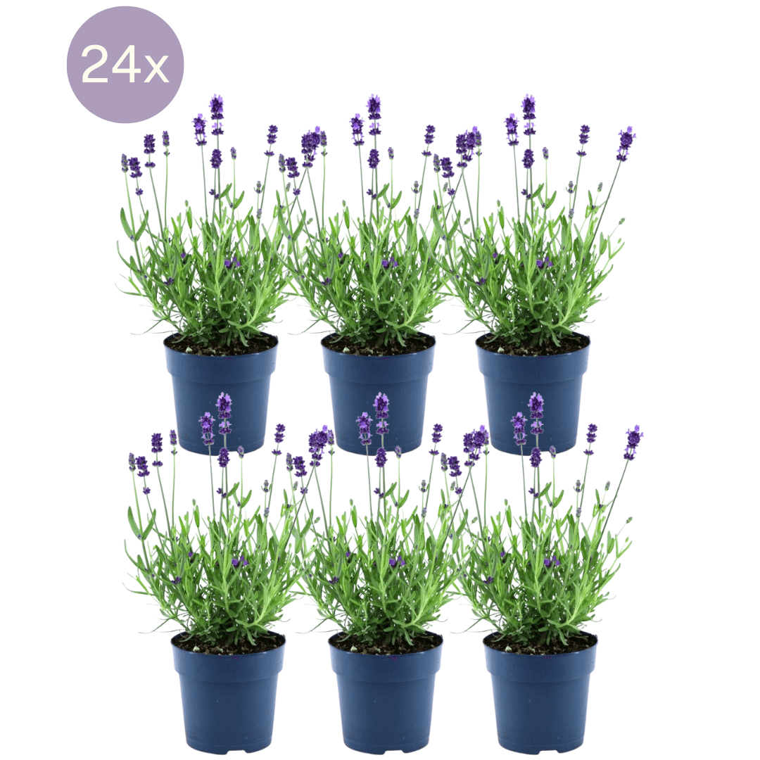 Echter Lavendel Felice – Lavandula angustifolia – Ø12 cm – 50 cm hoch – 24 Pflanzen – Winterhart – Duftend – Bienen & Schmetterlinge 