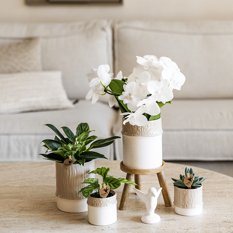 Kolibri Home | Tree Übertopf - Sand - Ø6cm 