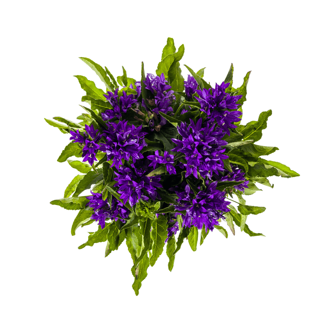 Glockenblume - Campanula glomerata 'Genti Blue' – Ø19 cm – Höhe 30–40 cm – violettblaue Blüten – Winterharte Staude für Beet, Steingarten & Rabatte 