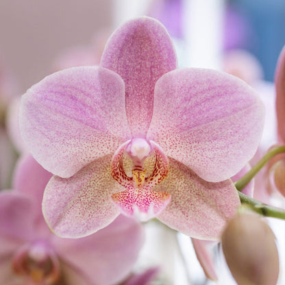 Kolibri Orchids | Rosé Orchideen‑Set im Diabolo Twin Pink Übertopf | zwei altrosa Treviso Orchideen Ø9cm 