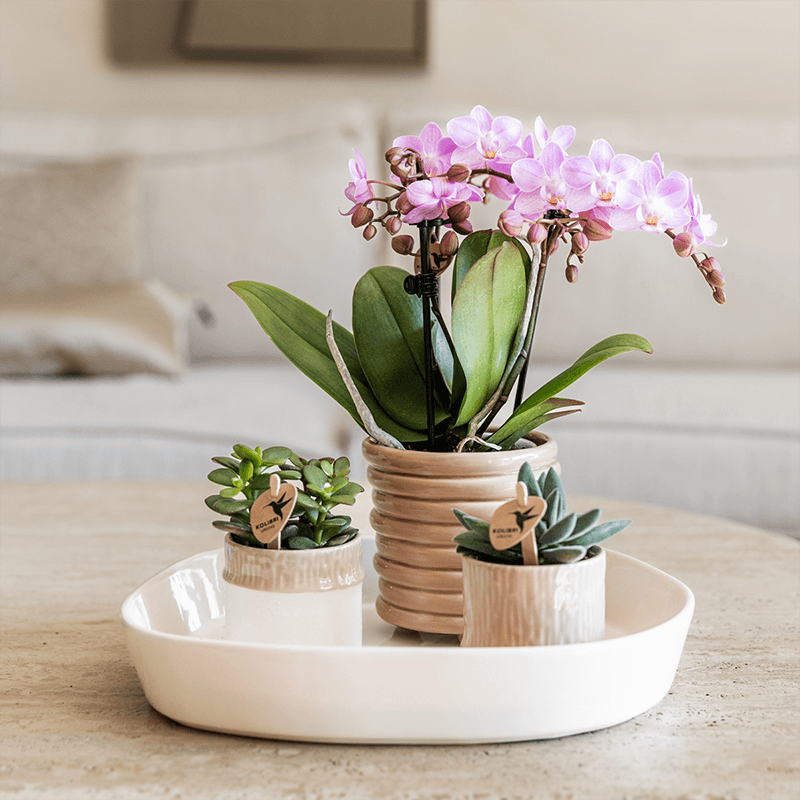 Kolibri Home | Tree Übertopf - Sand - Ø6cm 