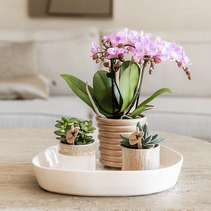 Kolibri Home | Tree Übertopf - Sand - Ø6cm 
