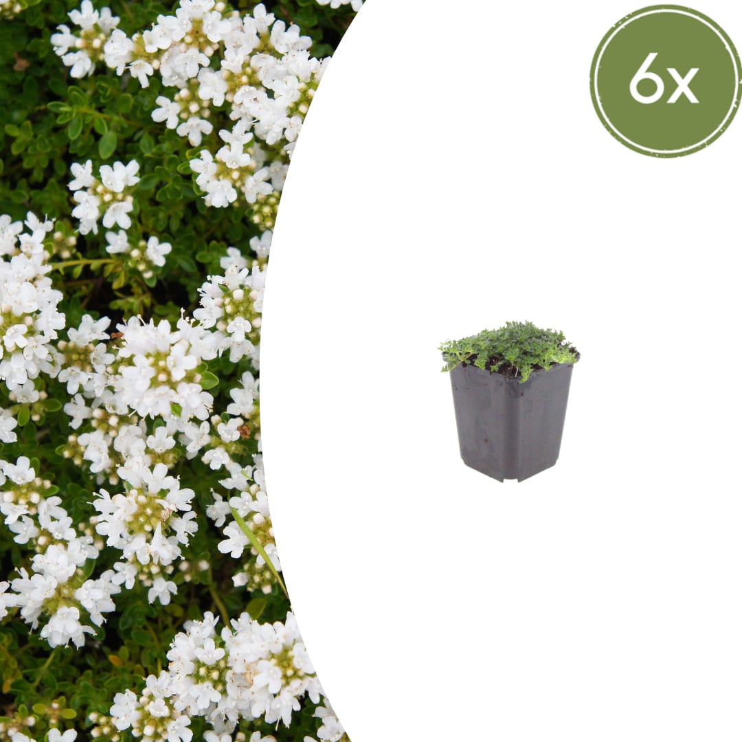 Thymian Thymus praecox Albiflorus Bodendecker – 6 Pflanzen – Ø9cm – Höhe 10-25cm – Weiß blühender Polsterthymian – Winterhart – Für Steingarten & Beet - Oasis of Life