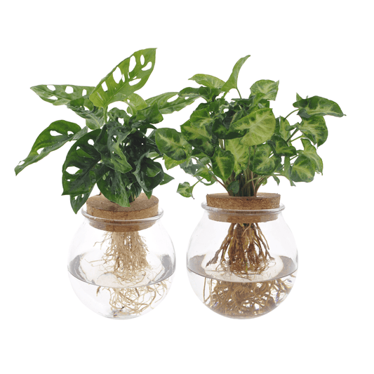 Hydroponie Pflanzenset – Bolglas Duo mit Monstera Adansonii & Syngonium Green – Ø12cm – ↕12–30cm – 2 Wasserpflanzen im Glas – Dekoratives Grün für Zuhause & Büro 