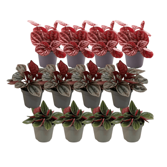12x Peperomia Mix A 
