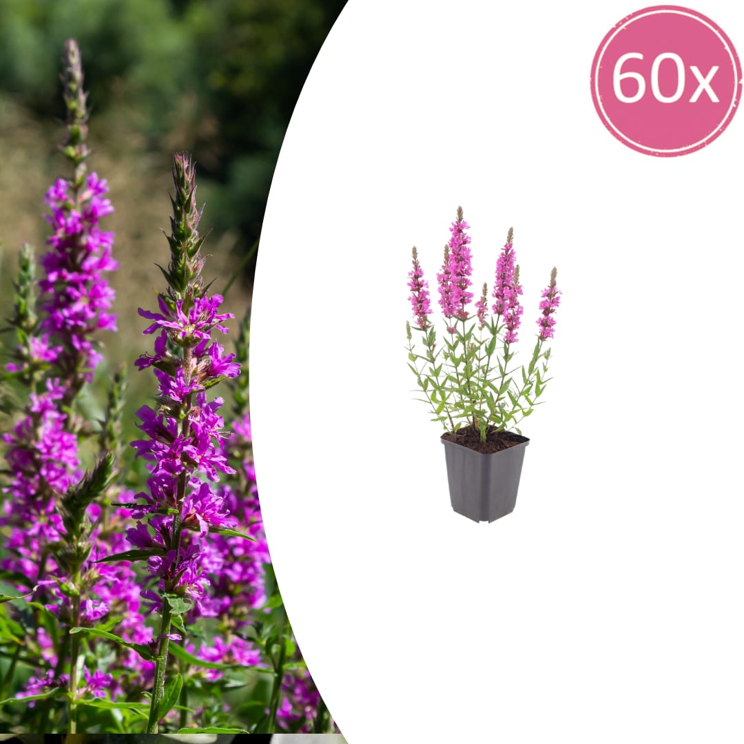 Lythrum salicaria Blutweiderich – Ø9cm – Höhe10-25cm – Ansicht 32