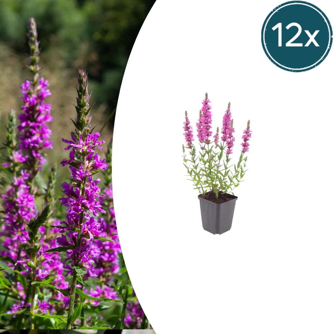 Lythrum salicaria Blutweiderich – Ø9cm – Höhe10-25cm – Ansicht 11
