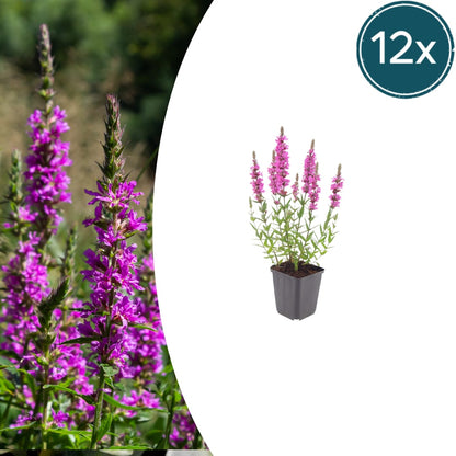 Lythrum salicaria Blutweiderich – Ø9cm – Höhe10-25cm – Ansicht 11