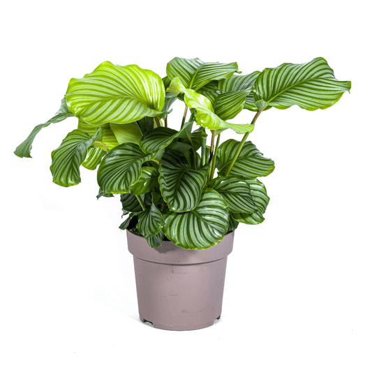 Korbmarante Calathea Orbifolia – Zimmerpflanze – Ø27cm – ↕70-90cm – große dekorative Blätter – pflegeleicht & tropisches Flair 
