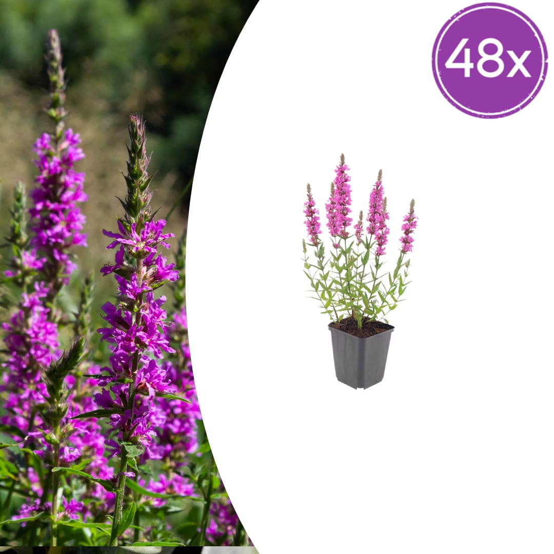 Lythrum salicaria Blutweiderich – Ø9cm – Höhe10-25cm – Ansicht 25