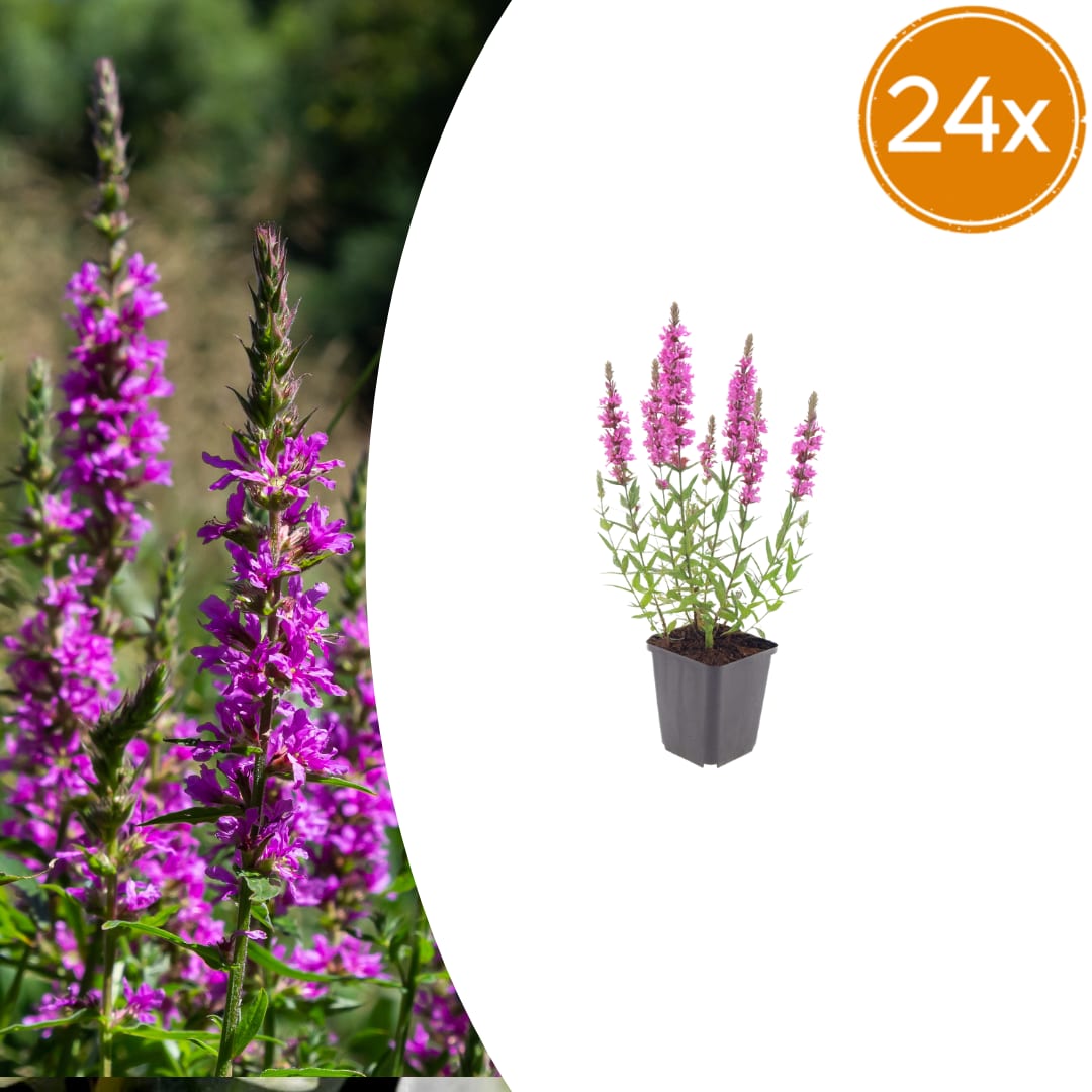 Lythrum salicaria Blutweiderich – Ø9cm – Höhe10-25cm – Ansicht 18