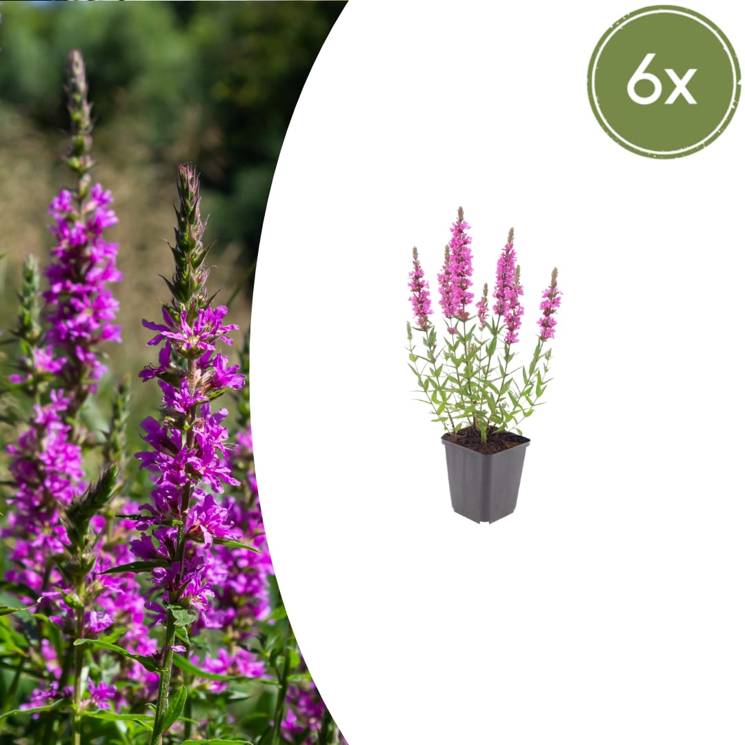 Lythrum salicaria Blutweiderich Rosa purpurne Blütenstaude für Teichrand & Feuchtbeet Ø9cm 6 Stück