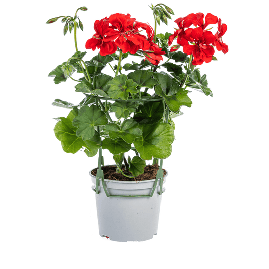 Geranie - Pelargonium peltatum Mix - Ø12 cm - ↕20 cm 