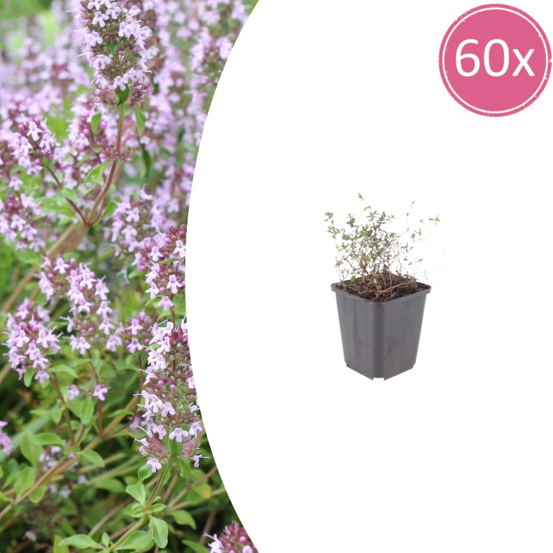 Thymus vulgaris Gartenthymian – Ø9cm – Höhe 10-25cm – Winterhartes Küchenkraut – Aromatisch – Ansicht 32