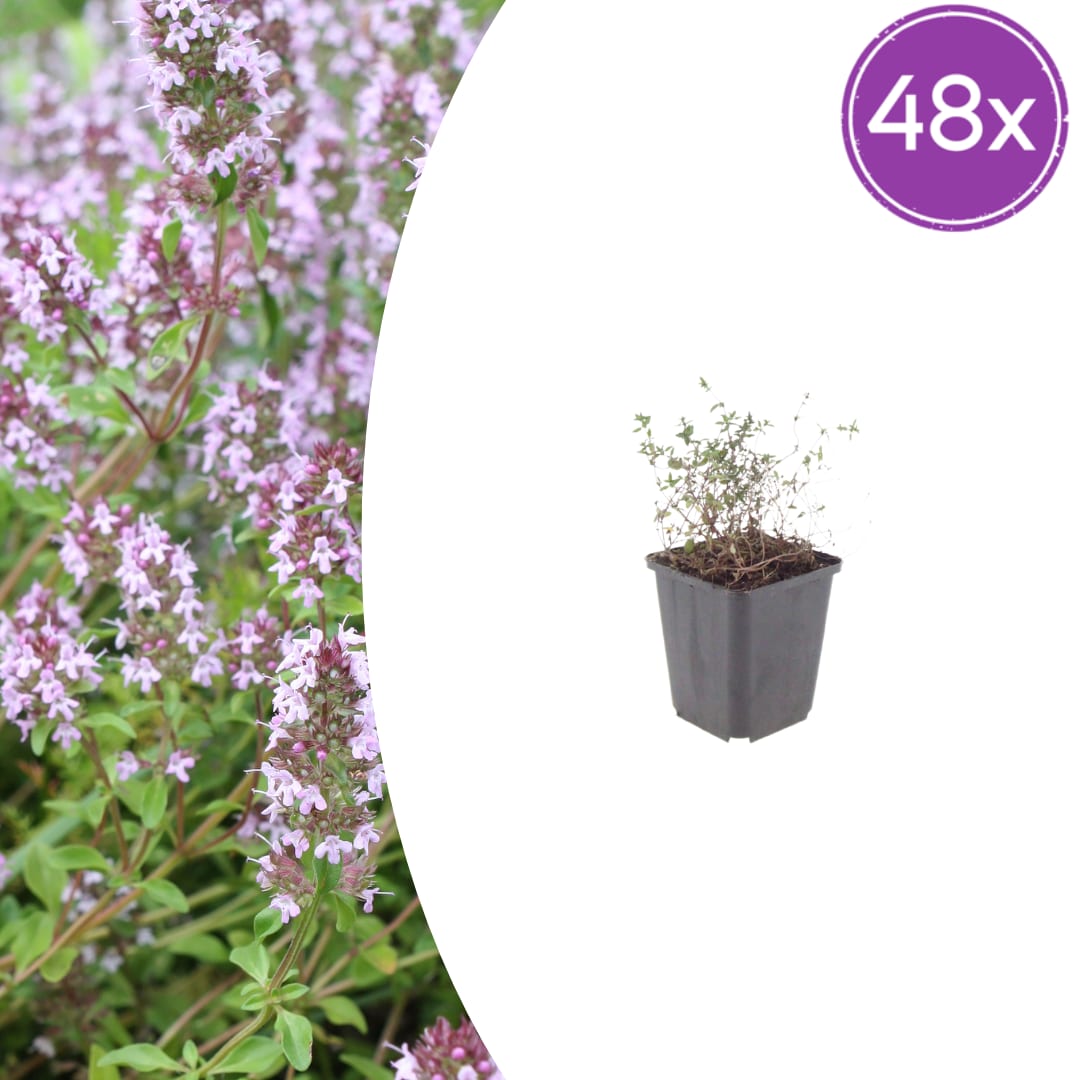 Thymus vulgaris Gartenthymian – Ø9cm – Höhe 10-25cm – Winterhartes Küchenkraut – Aromatisch – Ansicht 24