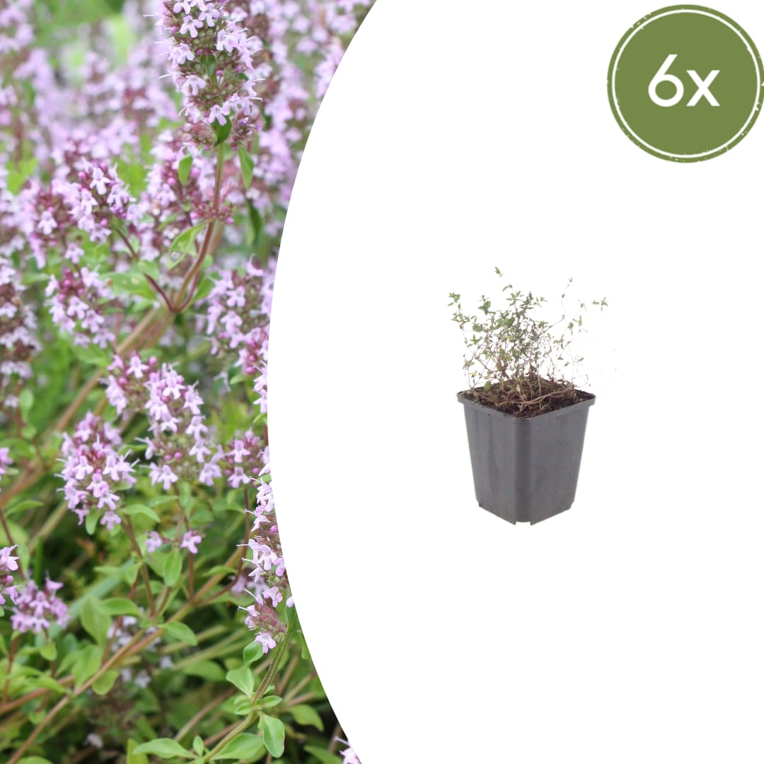 Thymus vulgaris Gartenthymian – 6 Pflanzen – Ø9cm – Höhe 10-25cm – Winterhartes Küchenkraut – Aromatisch – Bienenfreundlich für Beet, Kräutergarten & Balkon - Oasis of Life