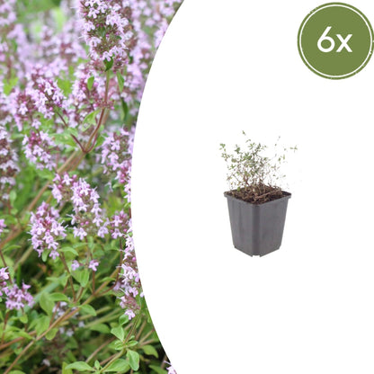 Thymus vulgaris Gartenthymian – 6 Pflanzen – Ø9cm – Höhe 10-25cm – Winterhartes Küchenkraut – Aromatisch – Bienenfreundlich für Beet, Kräutergarten & Balkon - Oasis of Life