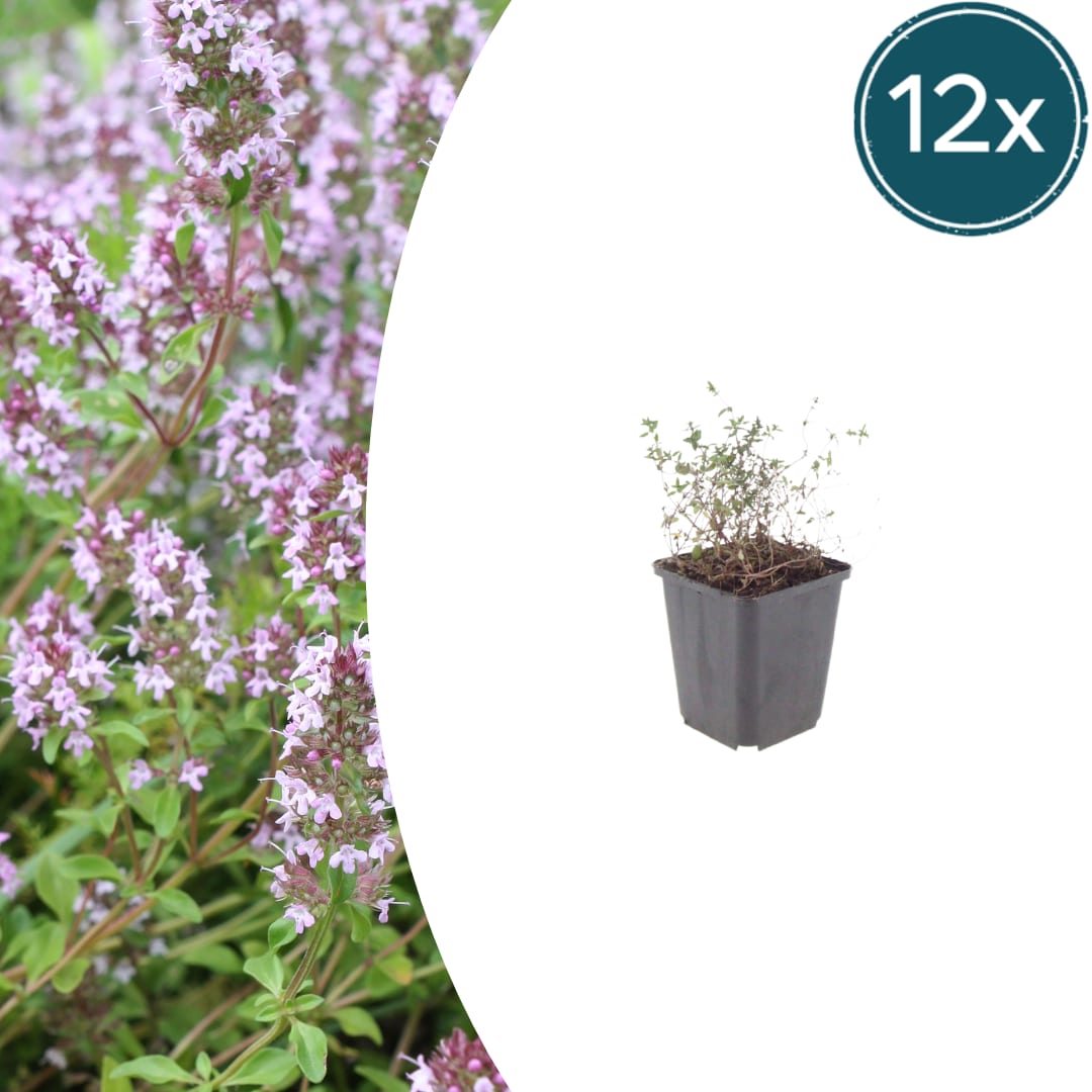 Thymus vulgaris Gartenthymian – Ø9cm – Höhe 10-25cm – Winterhartes Küchenkraut – Aromatisch – Ansicht 11