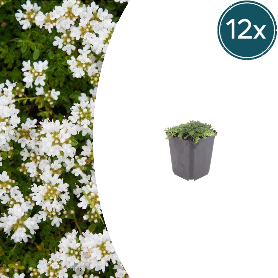 Thymian Thymus praecox Albiflorus Bodendecker – Ø9cm – Höhe 10-25cm – Weiß blühender Polsterthymian – Ansicht 12