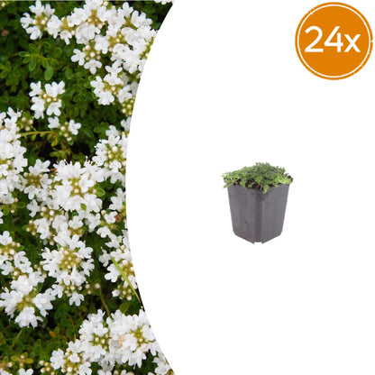 Thymian Thymus praecox Albiflorus Bodendecker – Ø9cm – Höhe 10-25cm – Weiß blühender Polsterthymian – Ansicht 16