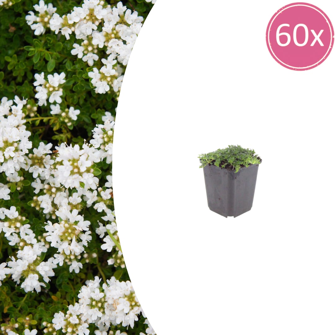 Thymian Thymus praecox Albiflorus Bodendecker – Ø9cm – Höhe 10-25cm – Weiß blühender Polsterthymian – Ansicht 28